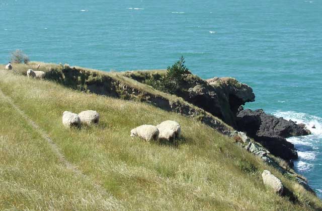 Landscape planning healthy sheep