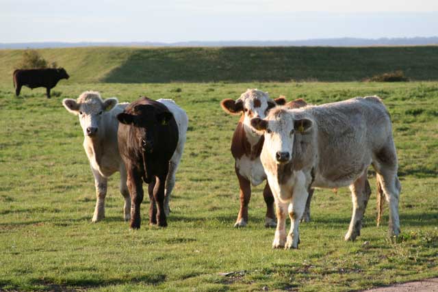 Landscape planning livestock