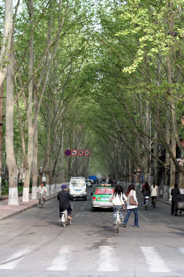Landscape planning luoyang avenue