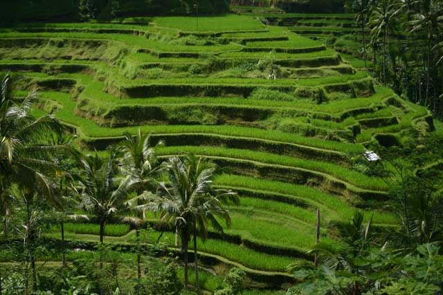 Landscape planning paddy fields