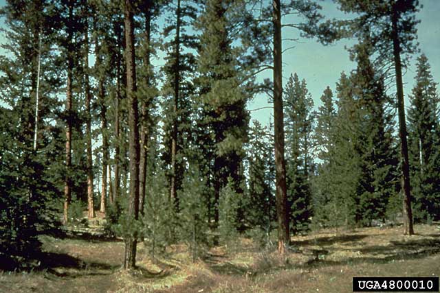 Landscape planning selection cutting