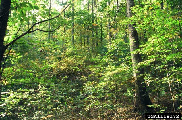 Landscape planning selection forestry