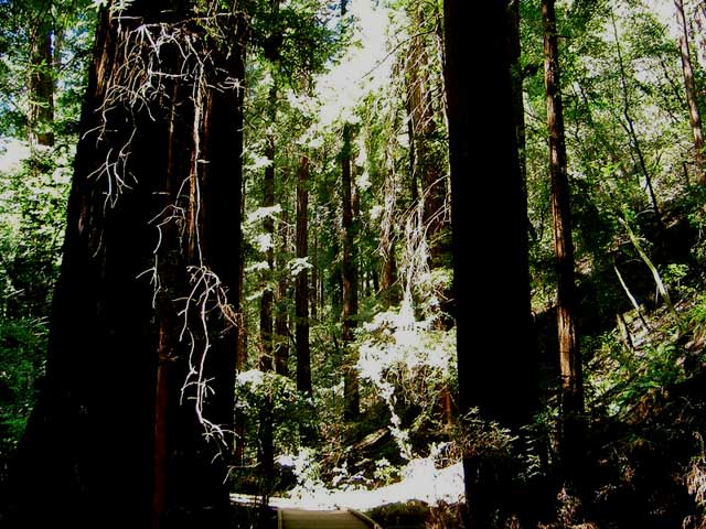 Landscape planning sequoia forest
