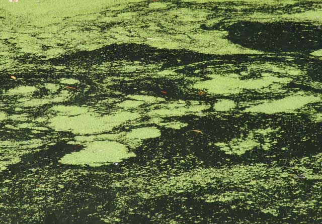Landscape planning water