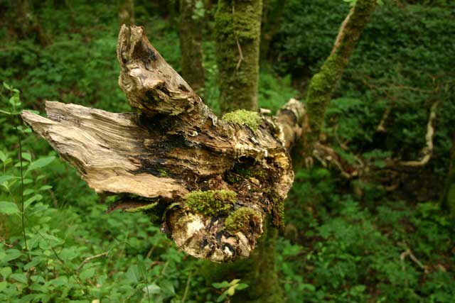 Landscape planning wildlife habitat