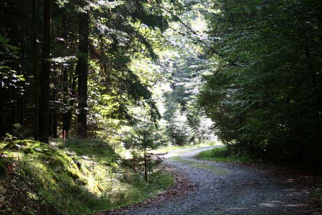 Landscape planning woodland greenway
