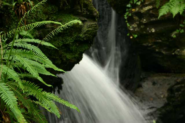 Landscape planning woodland stream