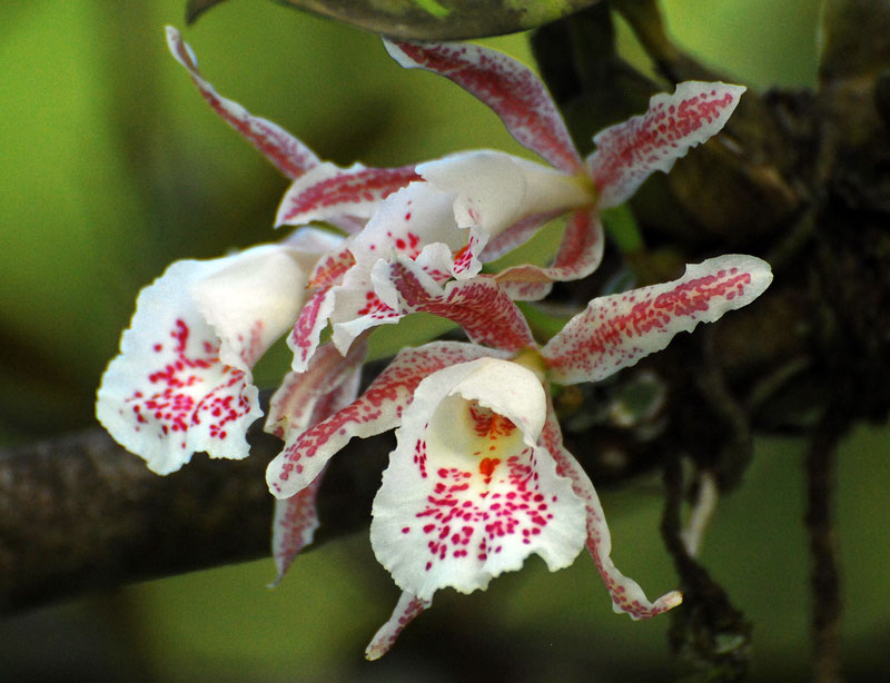 Lankester Botanical Gardens, Costa Rica