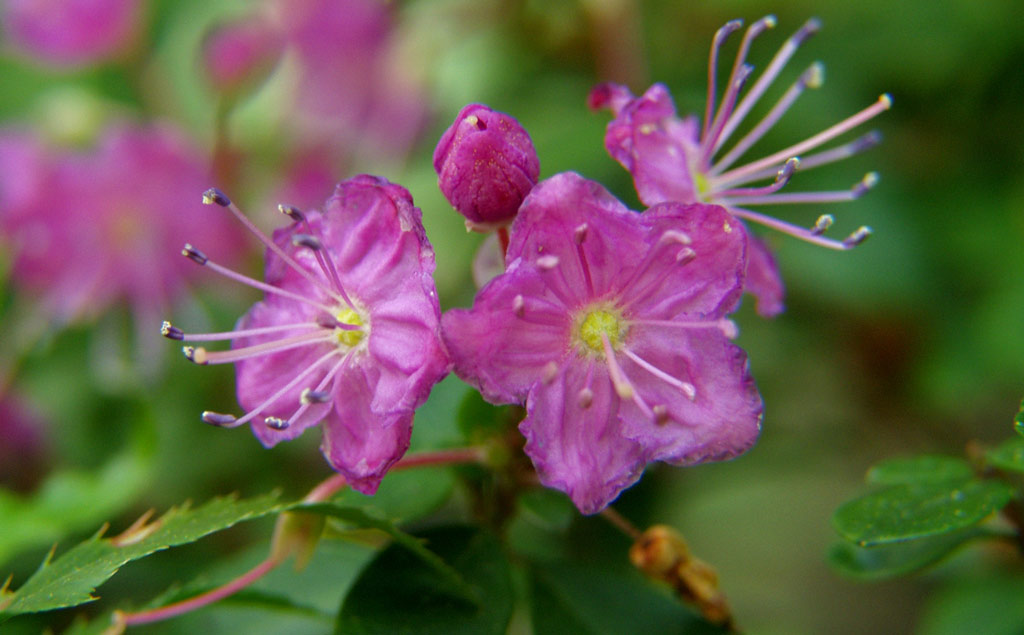 Kalmiopsis Leachiana, Leach Botanical Garden