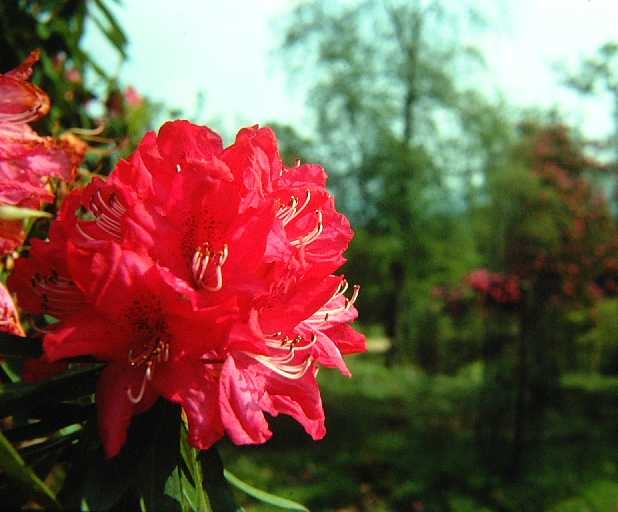 Rhododendron, Leith Hill