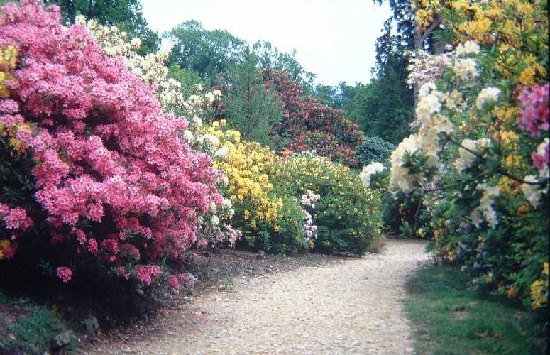 Leith Hill Rhododendron Wood, Surrey