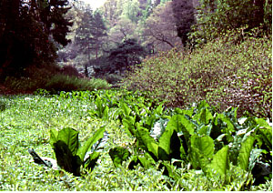 Illustrations on CD edition of Garden Visit and Travel Guide - see www.gardenvisit.com/order_form.htm