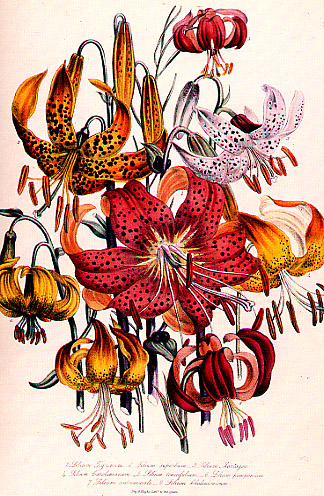 Illustrations on CD edition of Garden Visit and Travel Guide - see www.gardenvisit.com/order_form.htm