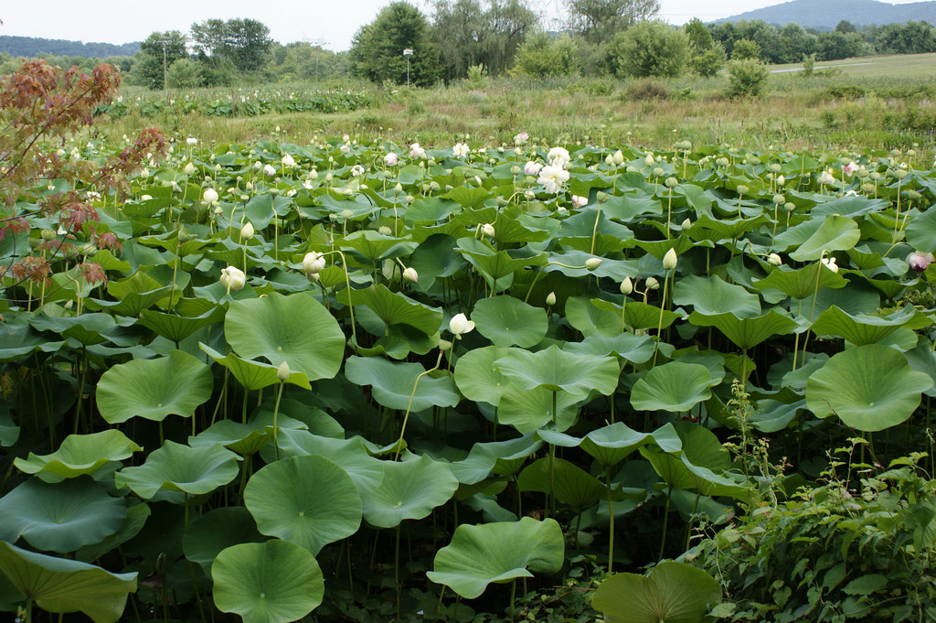 Lilypons Water Gardens