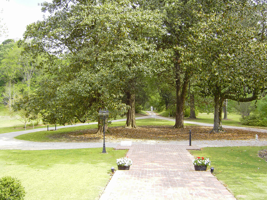 Magnolias, Linden Plantation