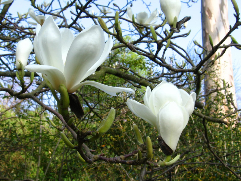 Linn Botanic Gardens, Dunbartonshire