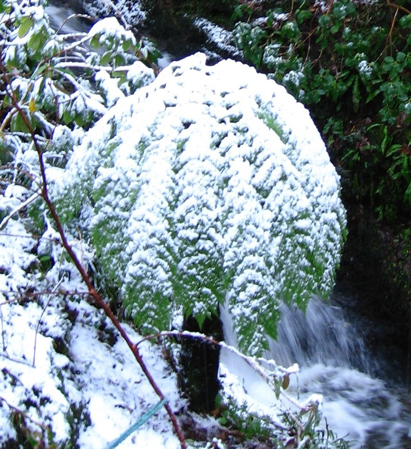 Linn Botanic Gardens, Scotland