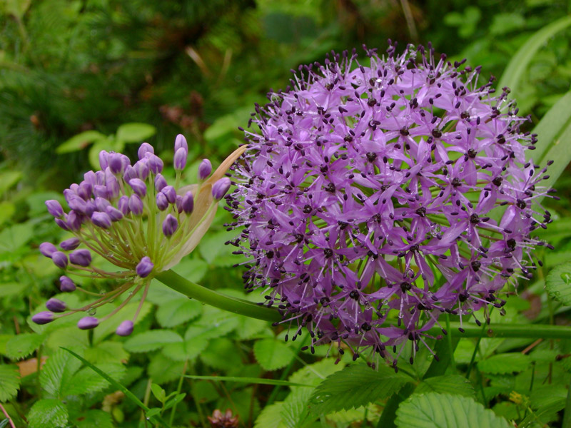 Linn Botanic Gardens, September 2008
