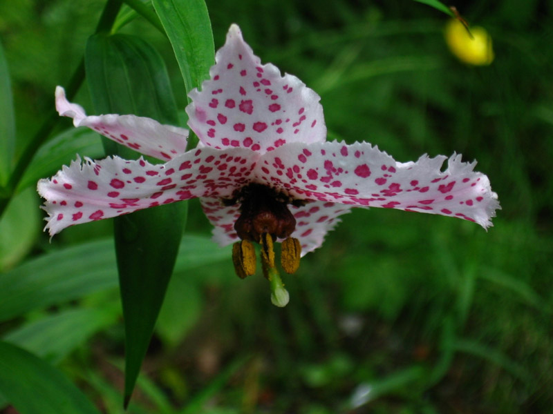 Nomocharis Pardanthina, Linn Botanic Garden