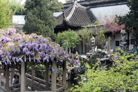 Lion grove garden