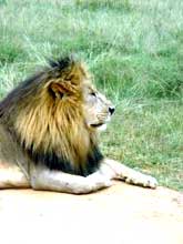 Lion, Johannesburg, South Africa