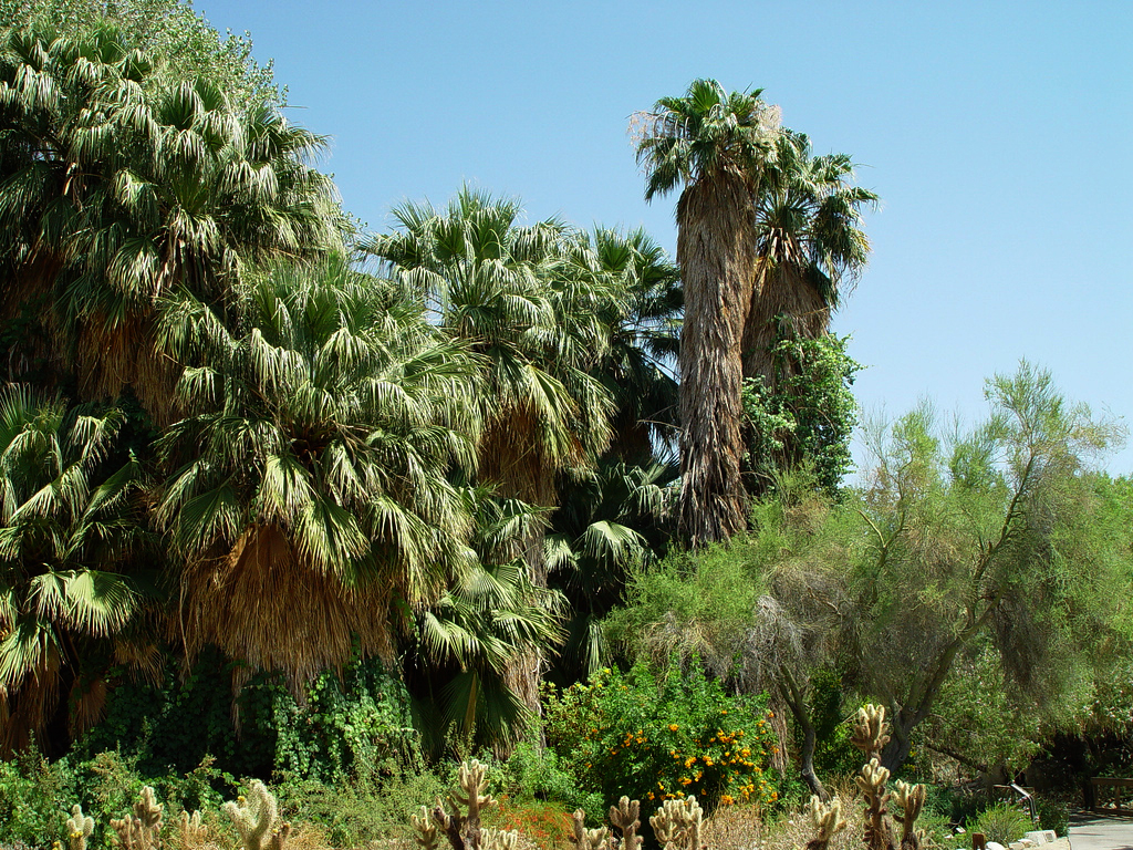 Living Desert Zoo and Gardens Dustin P Smith