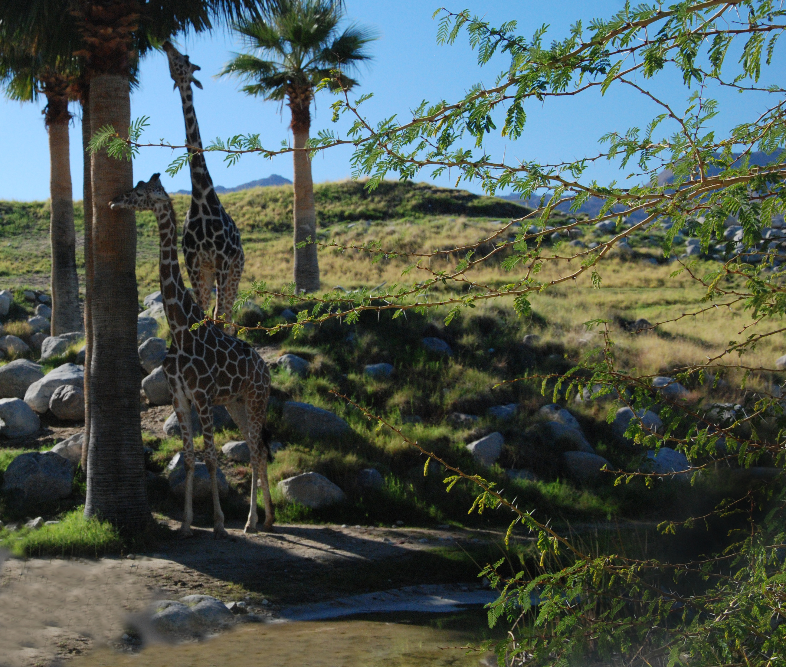 Living Desert Zoo and Gardens Robin Kanouse