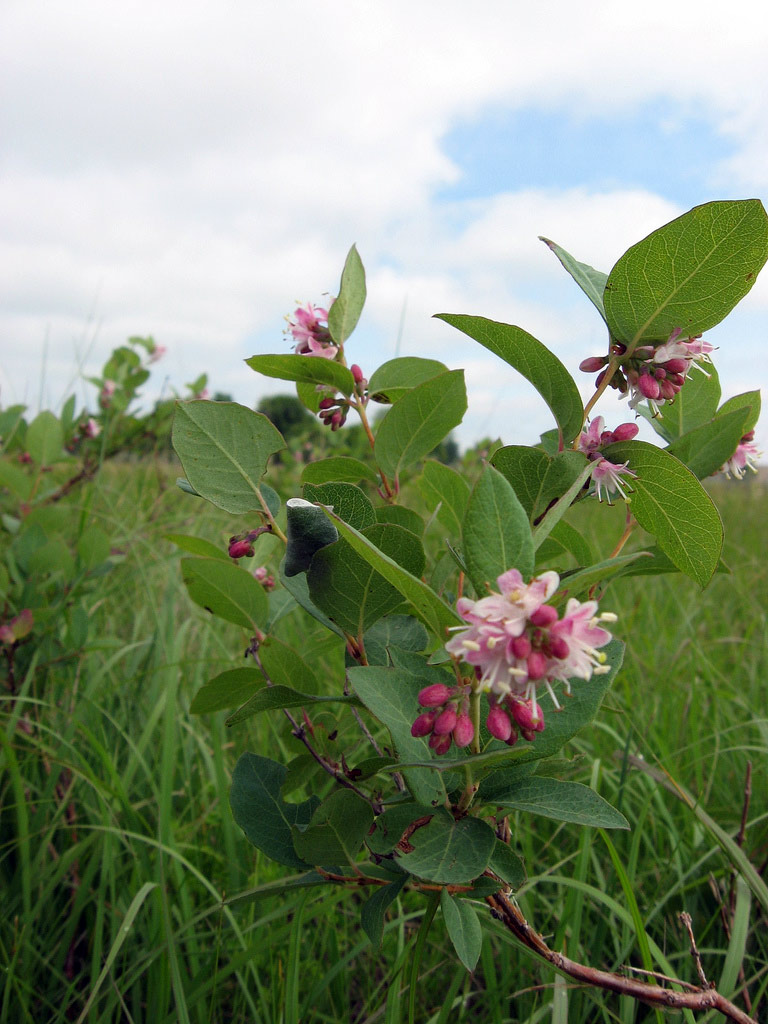 Living Prairie Museum, Manitoba