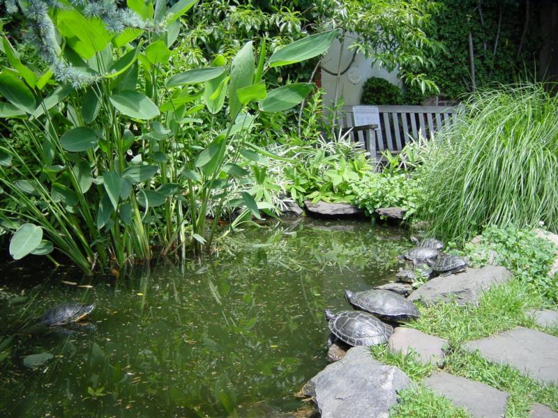 Pond in Liz Christy Garden