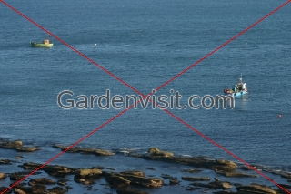 Lobster Boats