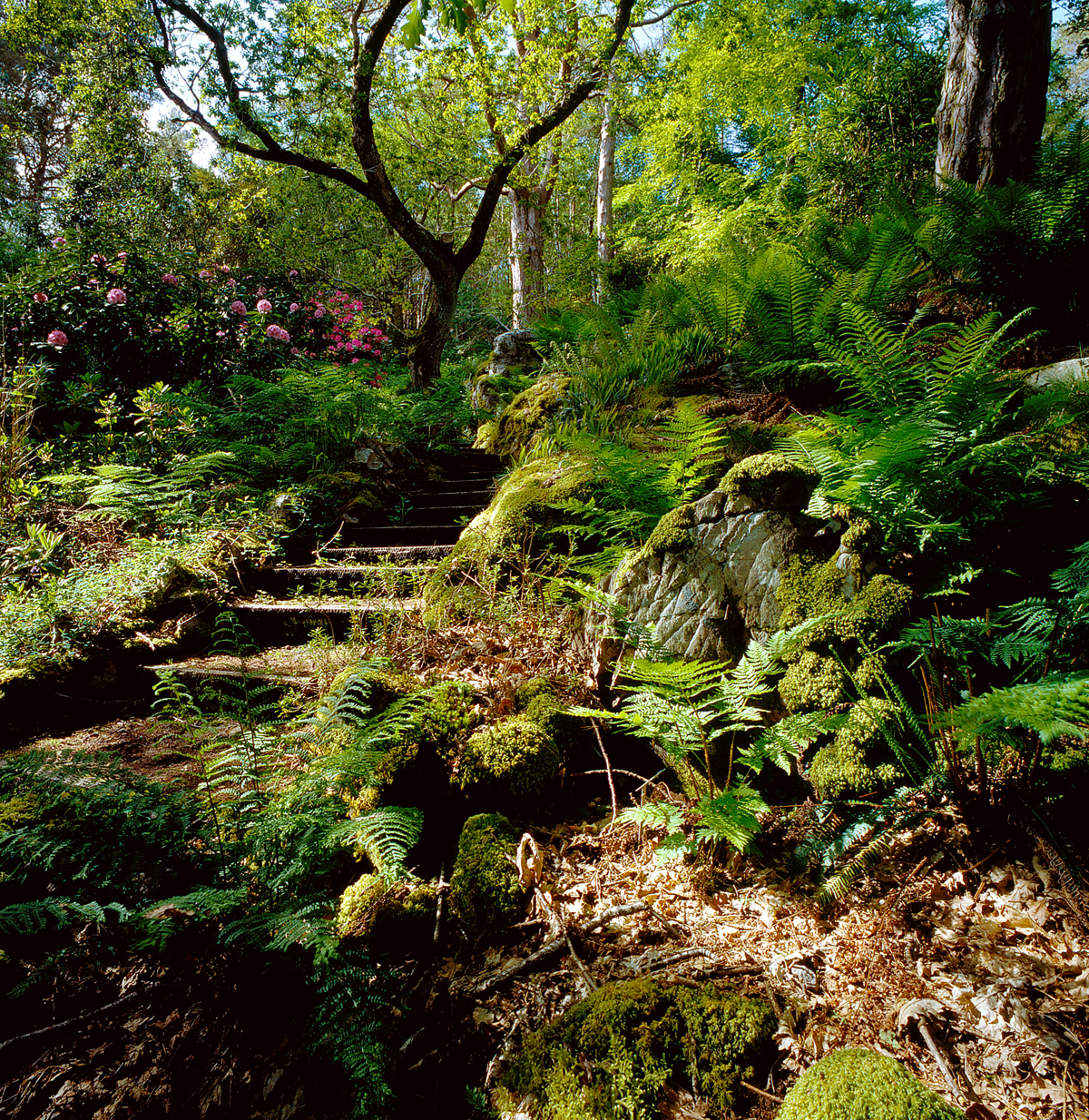 Lochalsh Woodland Garden NTS