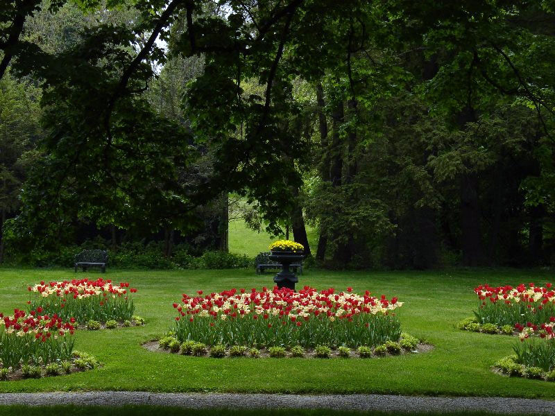 Tulips, Locust Grove