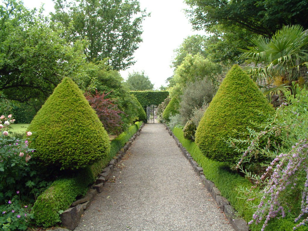 Box Hedge