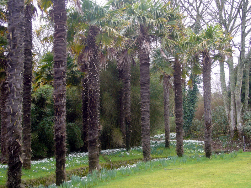 Snowdrops, Logan Botanic Garden