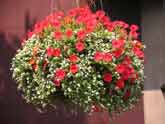 garden property