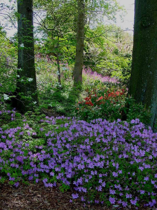 Woodland Garden, London Town Gardens