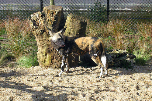 Wild Dog, London Zoological Garden