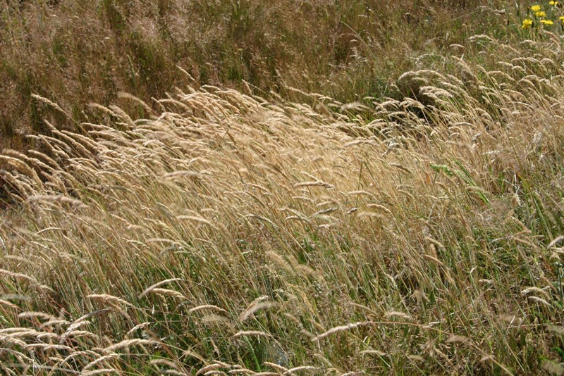 Long Grass
