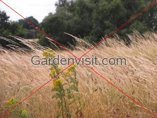 Long Grass Ragwort