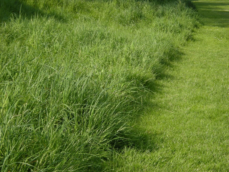 Long and short grass