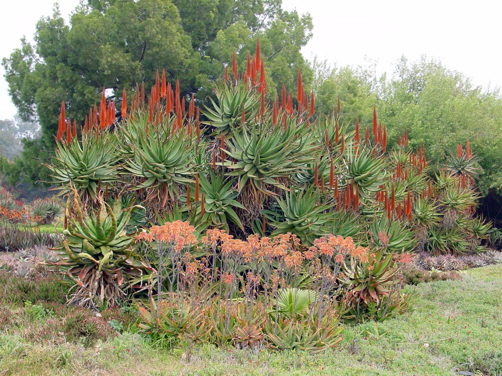 Los Angeles County Arboretum, California
