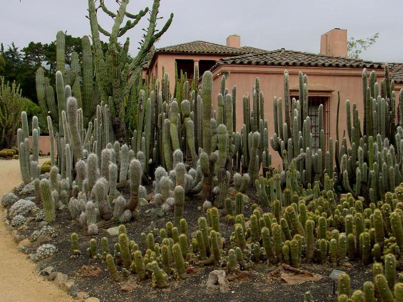 Cacti, Lotusland