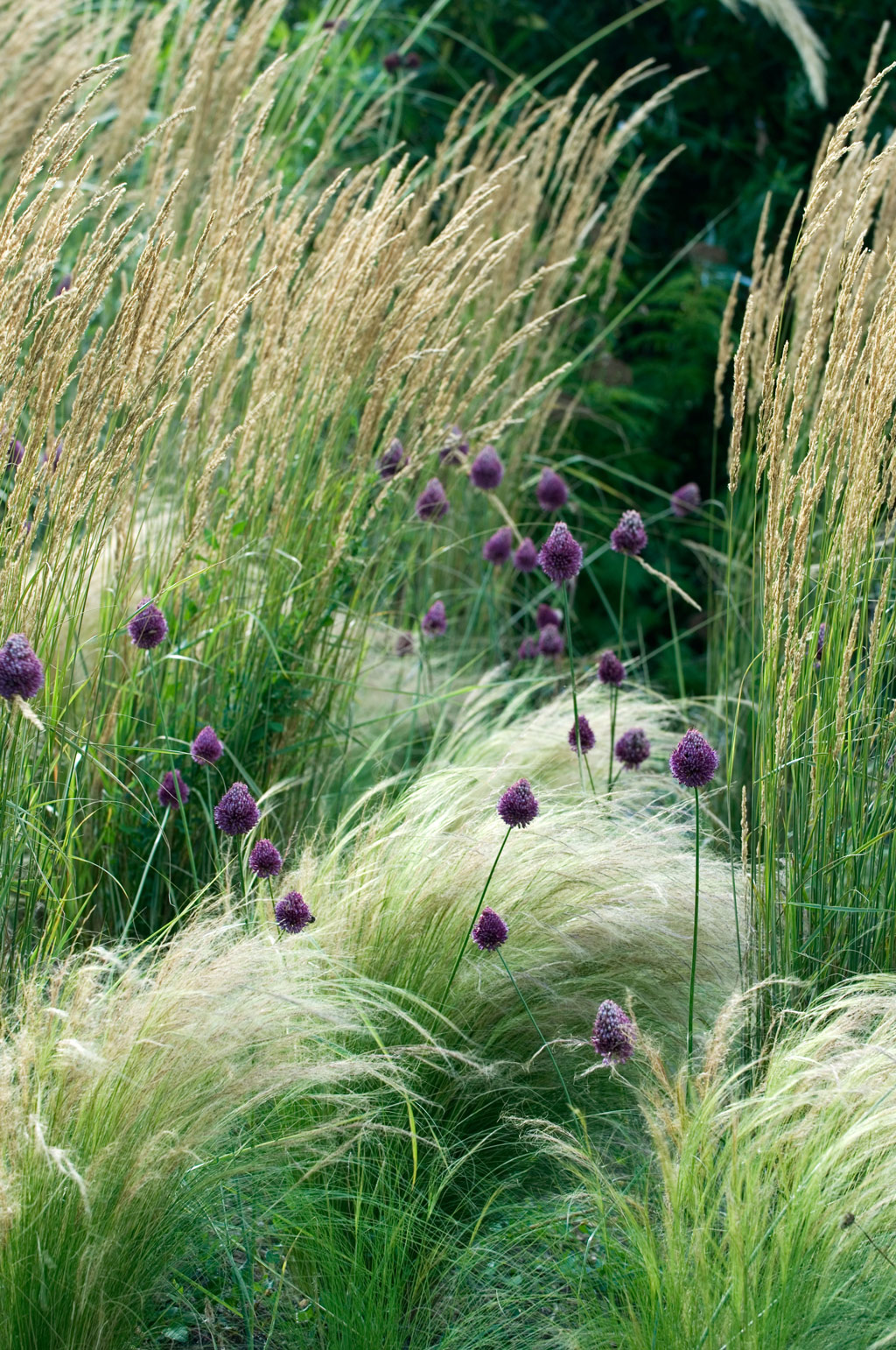 Alliums, Lucy Redman School of Garden Design Garden