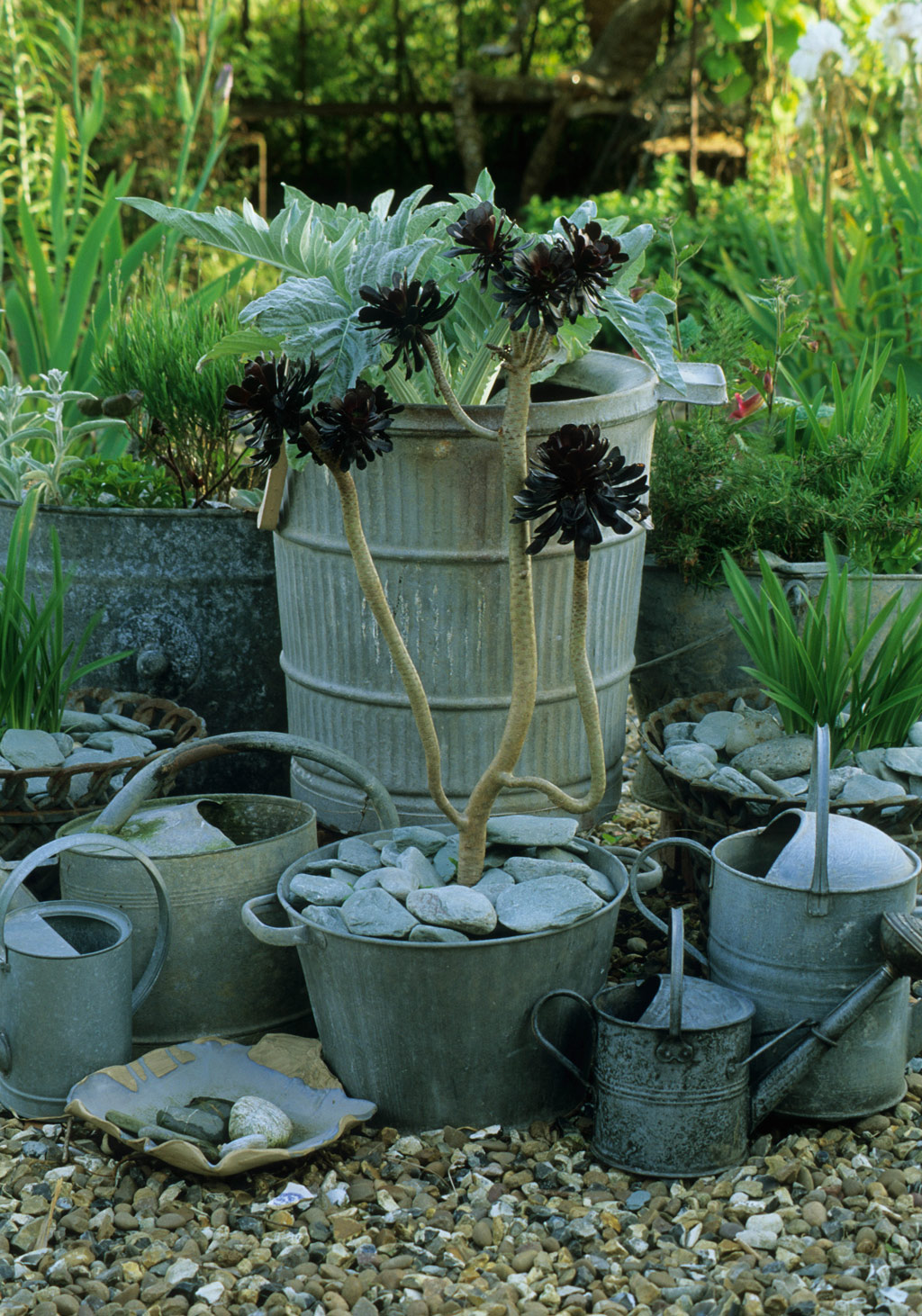 Galvanized Metal Collection, Lucy Redman School of Garden Design Garden