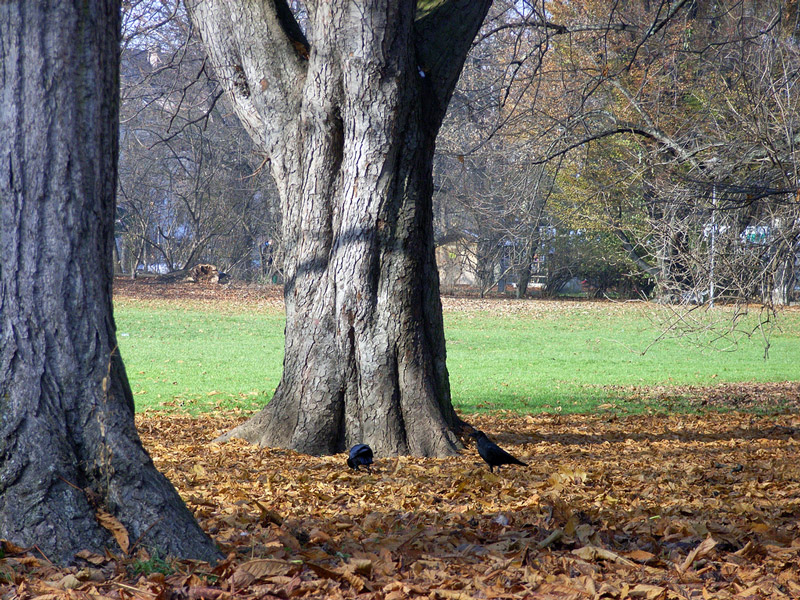 Luitpoldpark, November