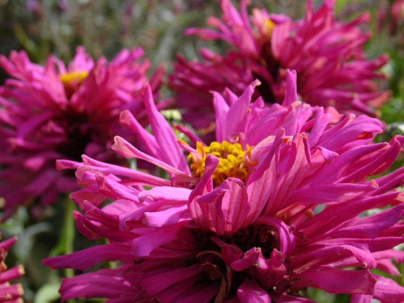 Luther Burbank