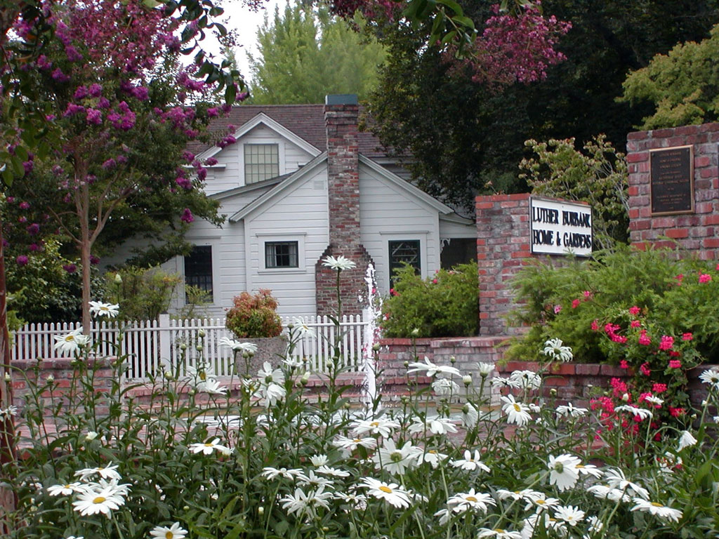 Shasta Daisies, Luther Burbank Home and Gardens