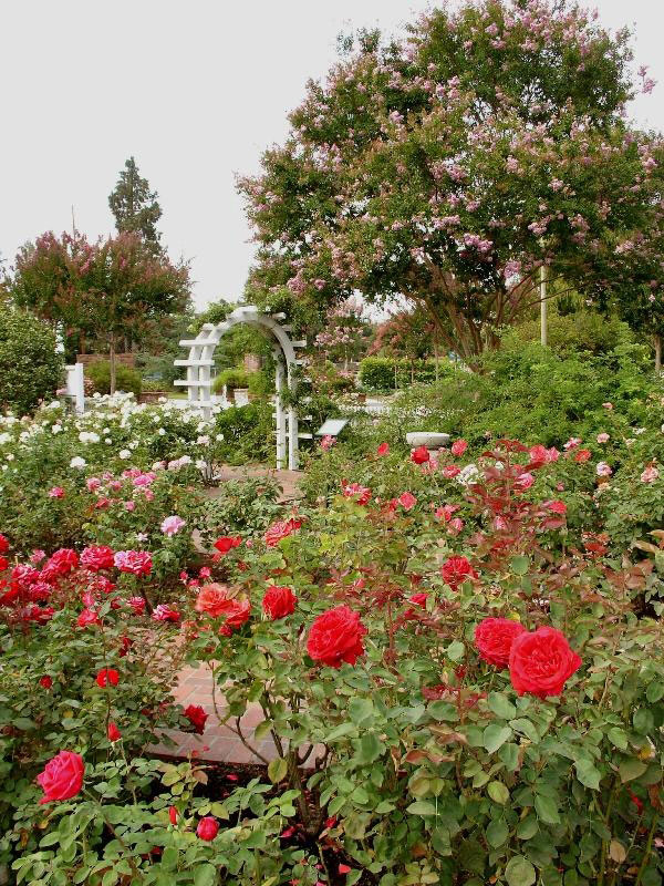 Roses, Luther Burbank Garden
