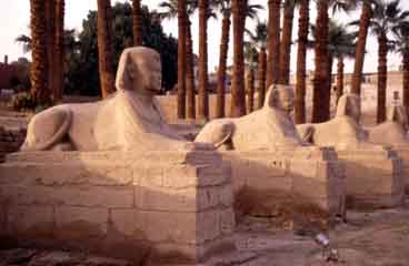 Luxor sphinxes