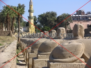 Sphinxes and mosque at Luxor Temple